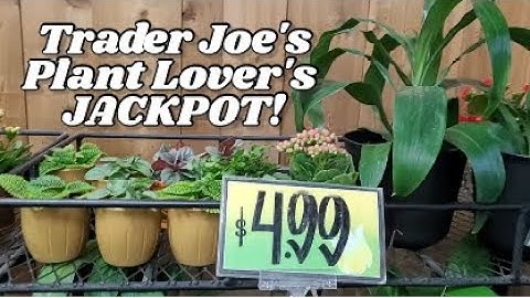 Trader Joes Has Plants! #planthaul #plants #houseplants #growing #growyourownfood #growfood #flowers