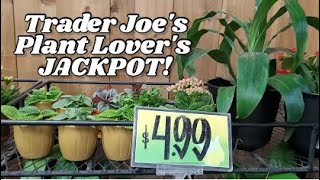 Trader Joes Has Plants! #planthaul #plants #houseplants #growing #growyourownfood #growfood #flowers