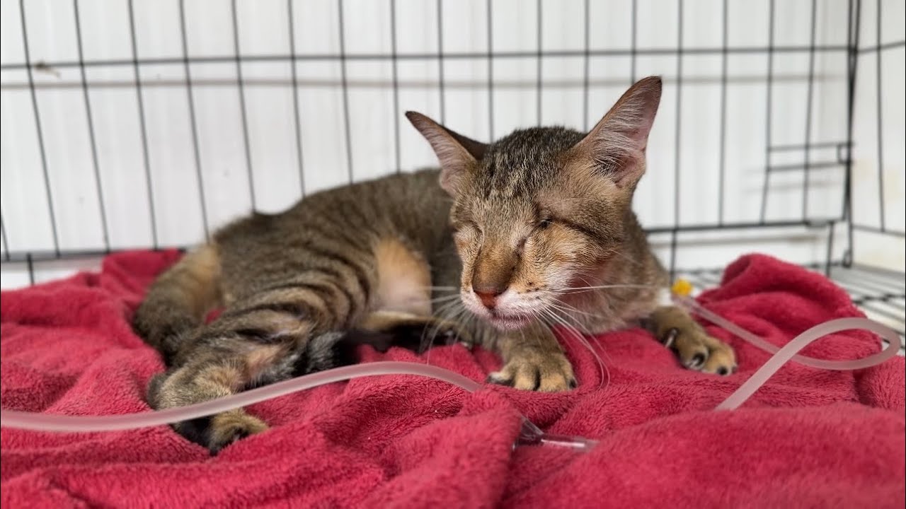 Please bless this cat. Magic get flu after back from the rural shelter ...