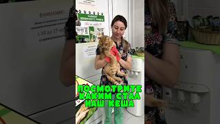 Посмотрите, как изменился наш Кешенька! Остаётся большой долг #помощьбездомным #врек #cat #котик