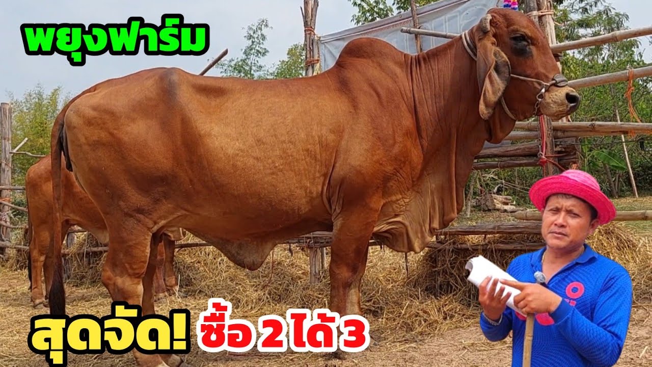 พยุงฟาร์มจัดเต็ม‼️18 ม.ค.68 วัวท้องเฟรมใหญ่มีแต่หนาๆ แม่ลูก 2 ได้ 3 ใหญ่ปานช้าง 