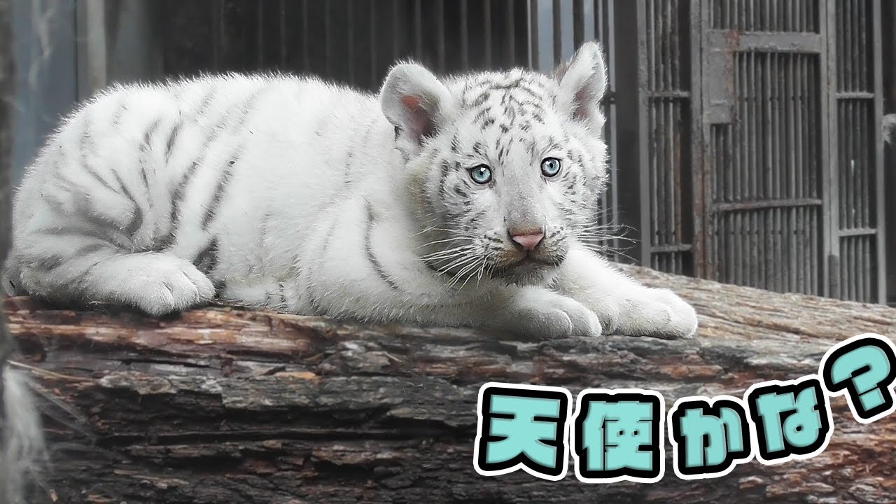 Вы ведь ангел? 2-месячный белый тигр 🐾
