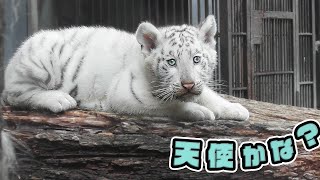 You're an angel, right? 2 month old white tiger 🐾