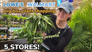 HUGE HOYA At Lowe's! Big Box Plant Shopping At FIVE Walmart & Lowe's  Houseplants & Indoor Plants