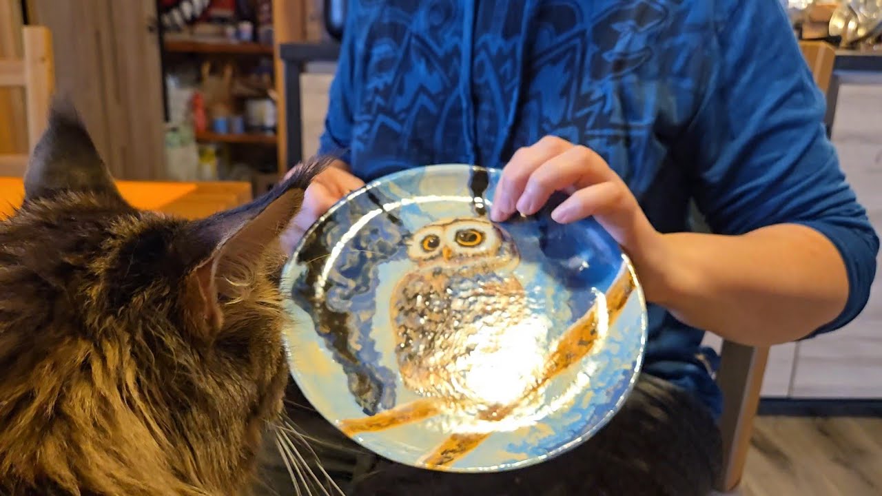 Февральская оттепель, коллекция тарелок и проделки питомцев