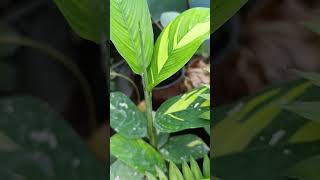 Galathea garden flowers plants kefet nature gardening succulent sorts iek galathea