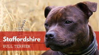 Staffordshire Bull Terrier, la Verdad Sobre esta Raza