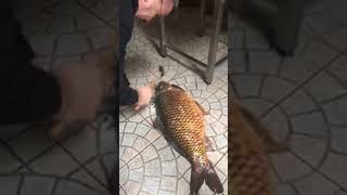 Killing Carp With A Knife And Hammer, Fish, Chef, Šaran