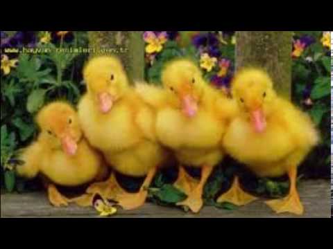 Ördek Sesi - Duck Voice