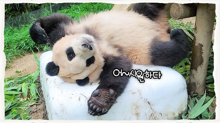 How would Fubao react when she sees an ice bed for the first time in her life? │ Panda Family🐼