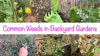 Common Weeds In Backyard Gardens