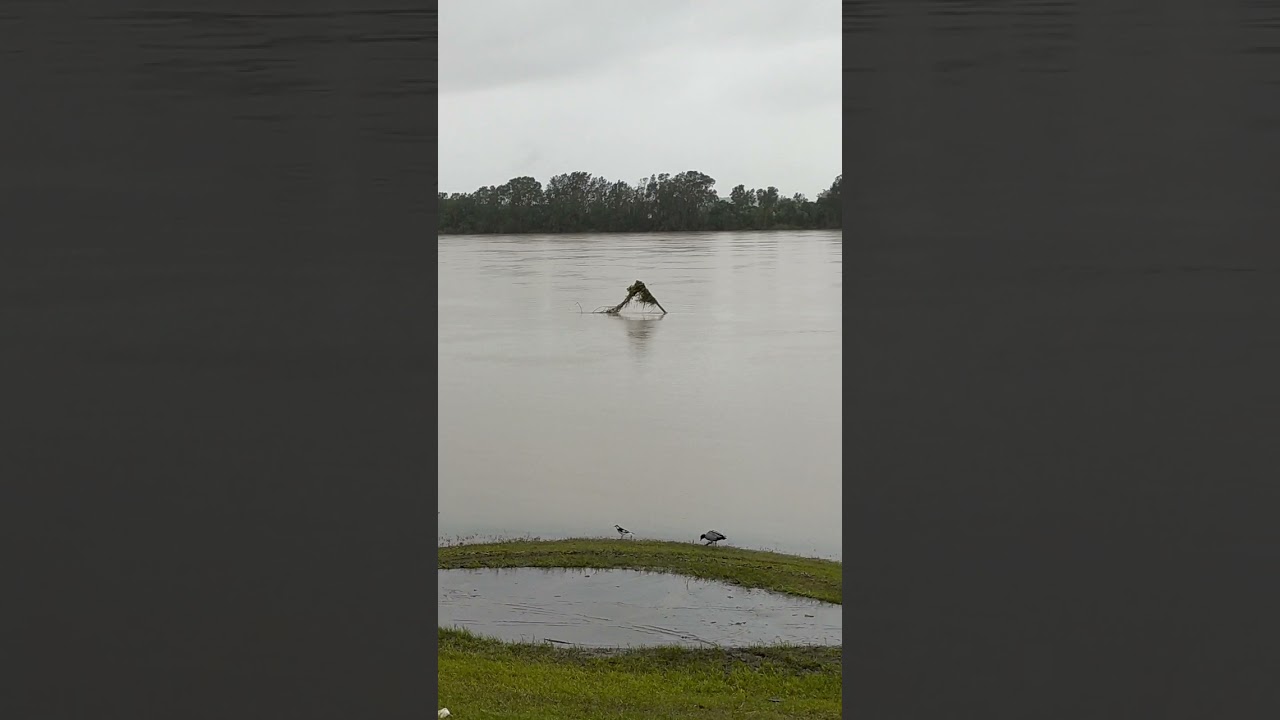 Aftermath at The Manning River Bank flooding two days later 22/03/2021