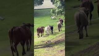 Soberano invocou com o carneiro. #Xucrão #roça #humor #agro