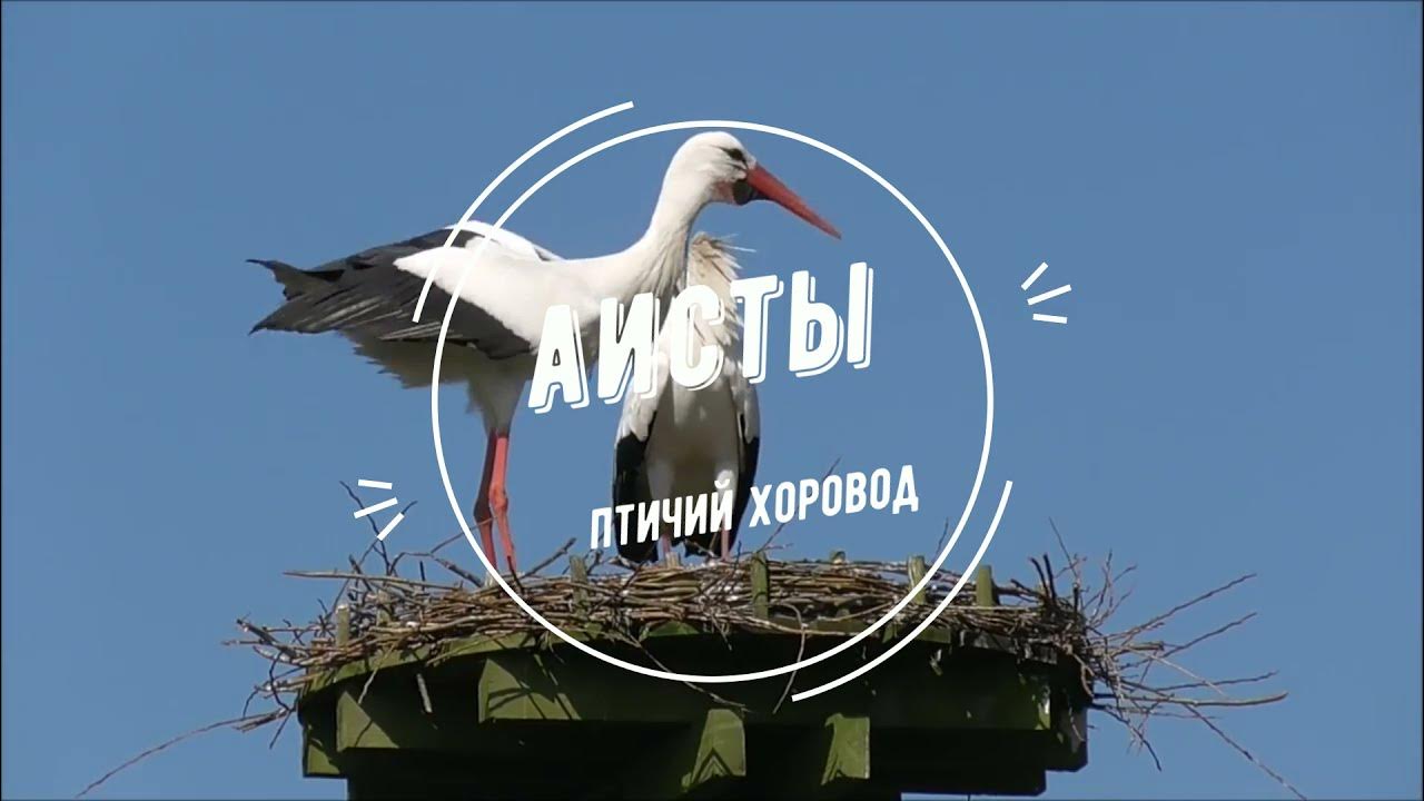 Спасибо аист спасибо птица. Аист на крыше картинки. Аисты без голоса. Черный аист гнездо. Голос аиста.