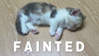 The Baby Kitten Fainted After Pooing!