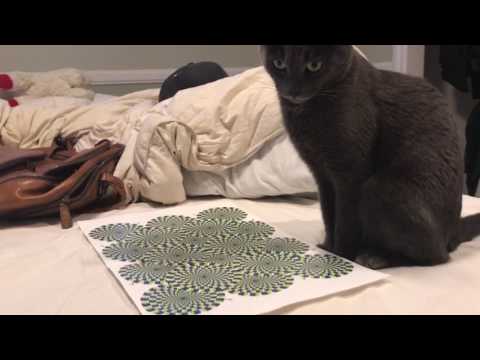 Cat mesmerized by optical illusion
