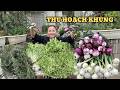 Thu Hoạch Rau Mùa Xuân… Tưởng Không Nhiều Mà Nhiều Không Tưởng