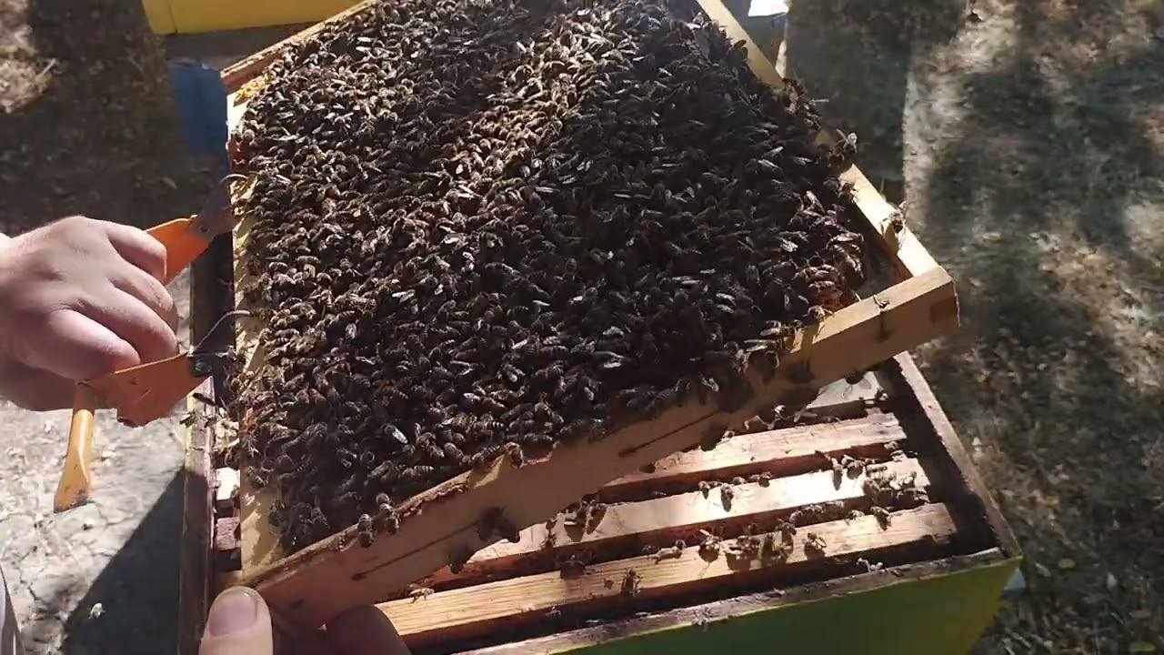 122. De ce mi-a fost frică nu am scăpat, m-a vizitat Moș Martin! #albine #polen #miere.