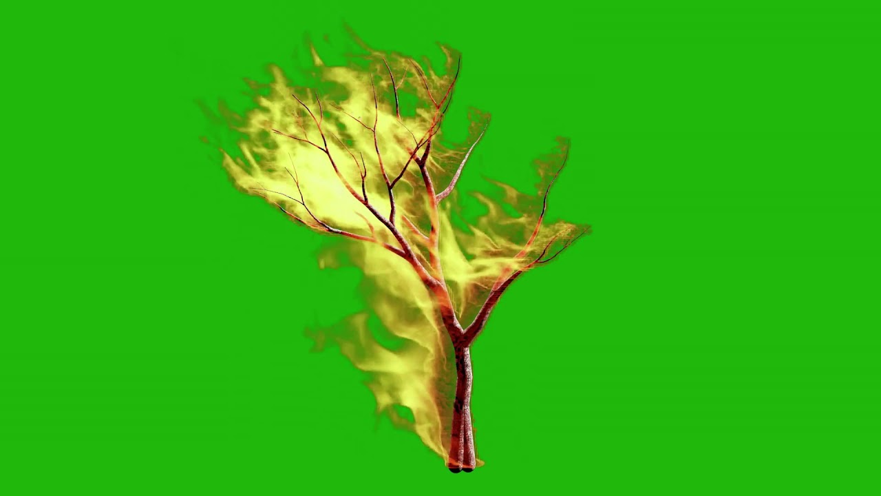GREEN SCREEN BURNING TREE BURNING TREE CHROMA KEY Teacher Burnz