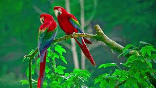 Bird Chirpnig Sound With Beautiful Relaxing Music For Sleep,Study & More screenshot 1