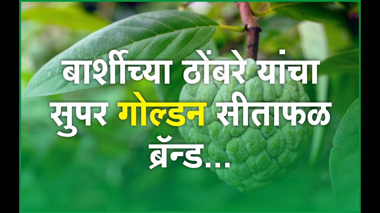 बार्शीच्या ठोंबरे यांचा सुपर गोल्डन सीताफळ ब्रँन्ड !