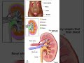 #kidney #diagram #knowledge #anatomy