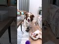 構ってほしくてイタズラするボーダーコリーが可愛すぎるw #shorts