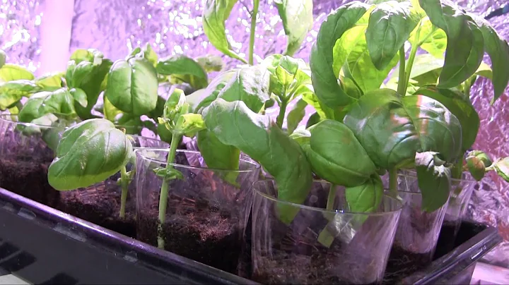 Hydroponic System Overview for Christina 1