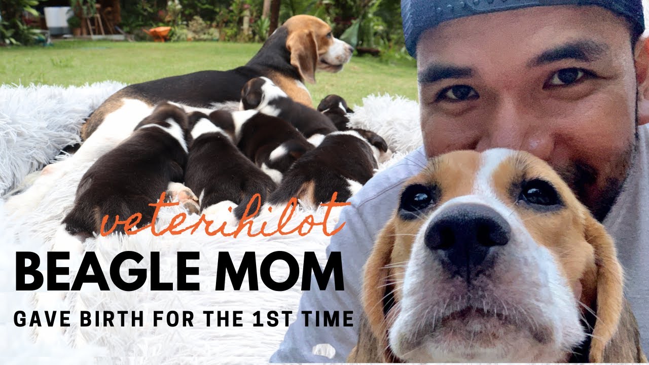 How to assist your dog giving birth for the 1st time Beagle Mom YouTube