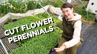 Exciting New Perennials! Bowman's Seedlings Unboxing