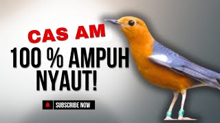Download Lagu LANGSUNG NYAUT 10000 % ‼️ ANIS MERAH MACET BUNYI JIKA DENGAR SUARA INI PASTI NYAUT LANJUT GACOR | 59 MP3