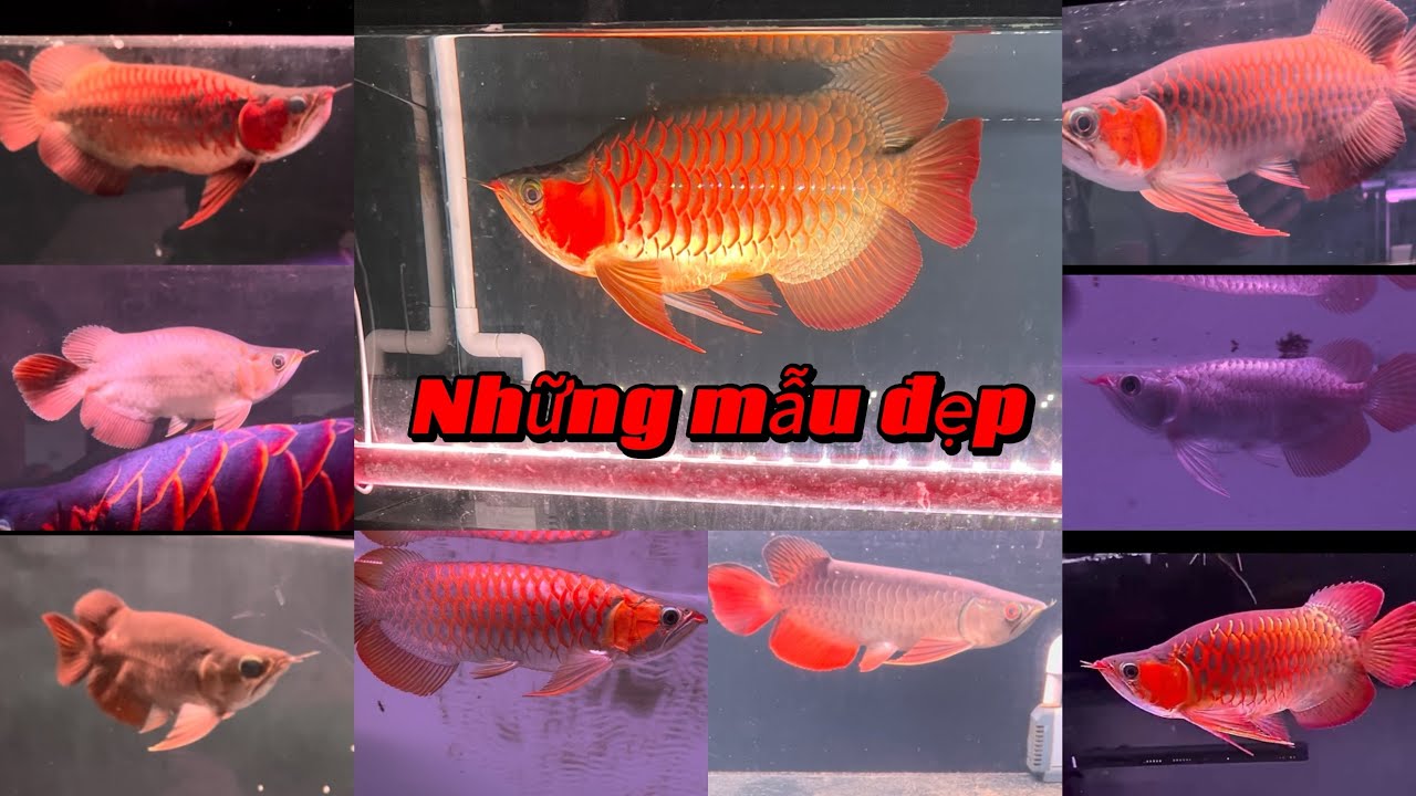 Những mẫu cá đẹp từ bối đến huyết - hàng chơi xuân anh chị ơi 😘😘😘