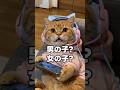 男の子？女の子？→まさかの本人確認中😂 #cat #子ネコ #pets #好きな子猫 #cute #猫のいる暮らし #猫好きさんと繋がりたい #猫のいる生活 #猫動画