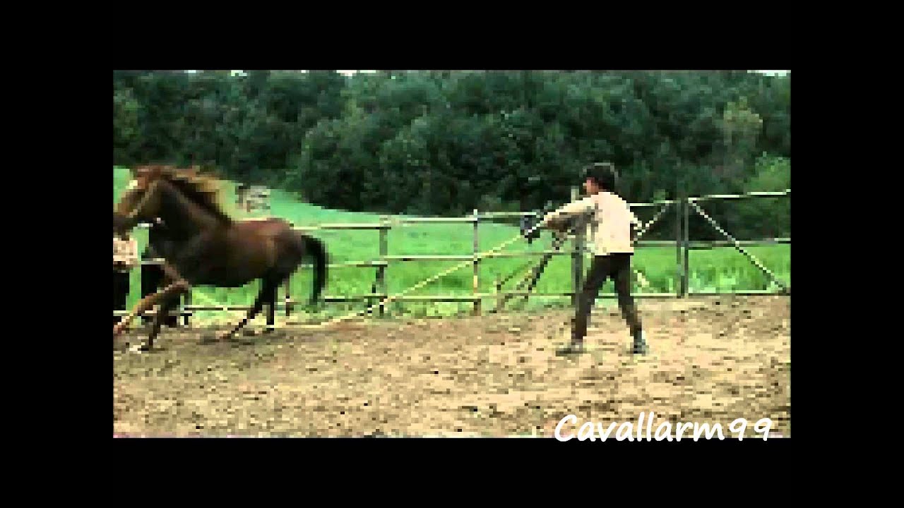 Here I am - Horse Tribute