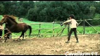 Here I am - Horse Tribute