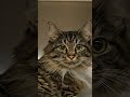 Meet Our Clients! #spayneuter #tnr #vetmed #catshorts #shorts