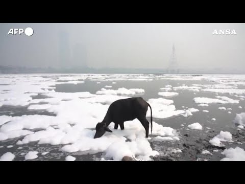Video: Perché il fiume Yamuna è inquinato?