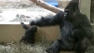 Baby Gorilla Jumps Down Trying To Impress Dad