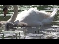 Swan Family with 2 Cygnets in a Pond Part 2