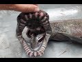 frilled shark, living fossil netted off Portugal, Algarve coast, found in portuguese trawler,