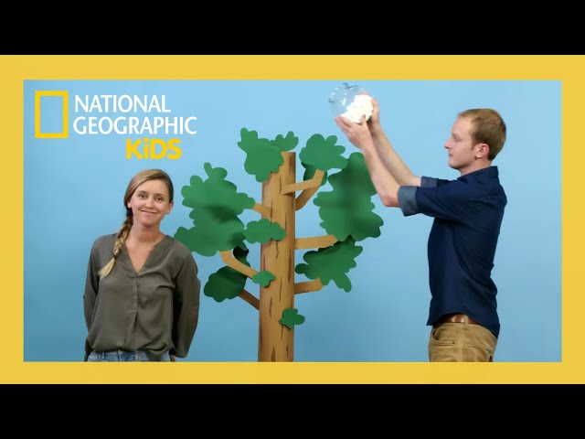 Trees! Big & Small 🌳 | Weird But True Full Episode | @natgeokids ...