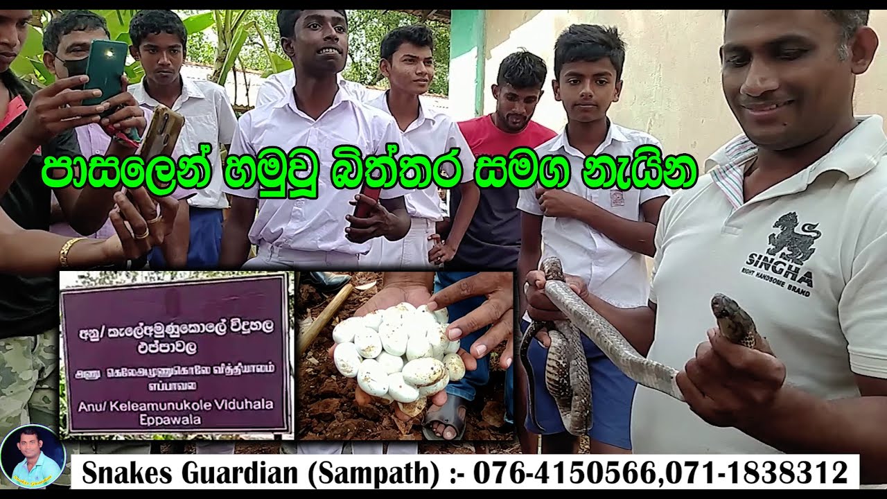 Cobra with eggs found in school