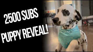 2500 Subs Puppy Reveal!!!! | Austin John Gaming