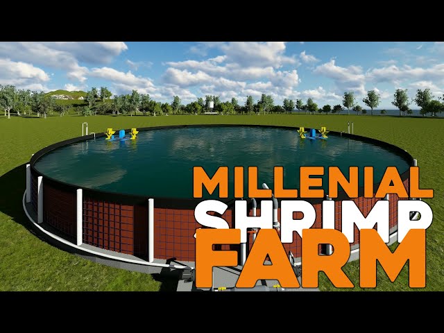 #Millenial Shrimp Farm (MSF) Situbondo / tambak kaum millenial class=
