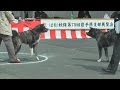 秋田犬 黒犬 にらみ合い 乱闘寸前