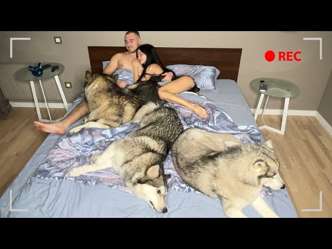 What Sleeping With Three Snuggly Huskies Is Like