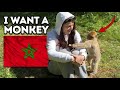 Jai nourri des singes au maroc azrou et midelt