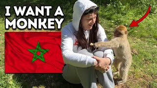 I Fed Monkeys in Morocco (Azrou, Midelt, El Hajeb)