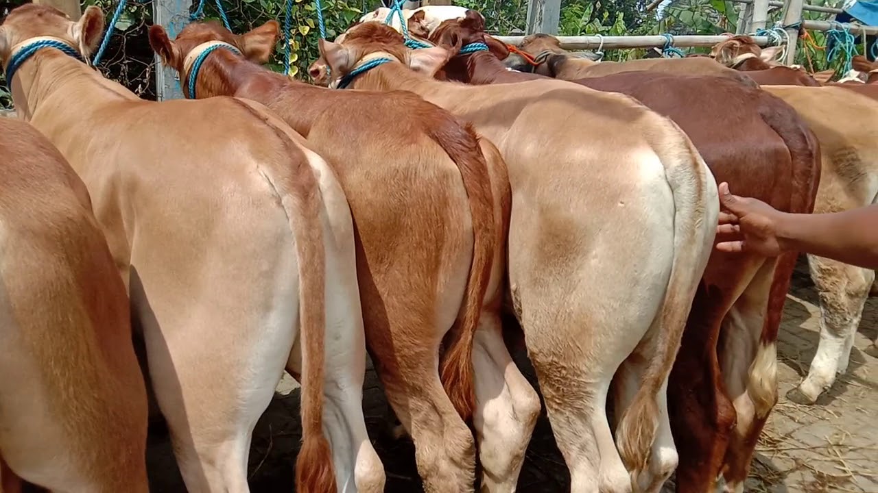 Pedet Sapi Ganteng Harga 12 Juta Pasar Sapi Muntilan Jelang Tahun Baru