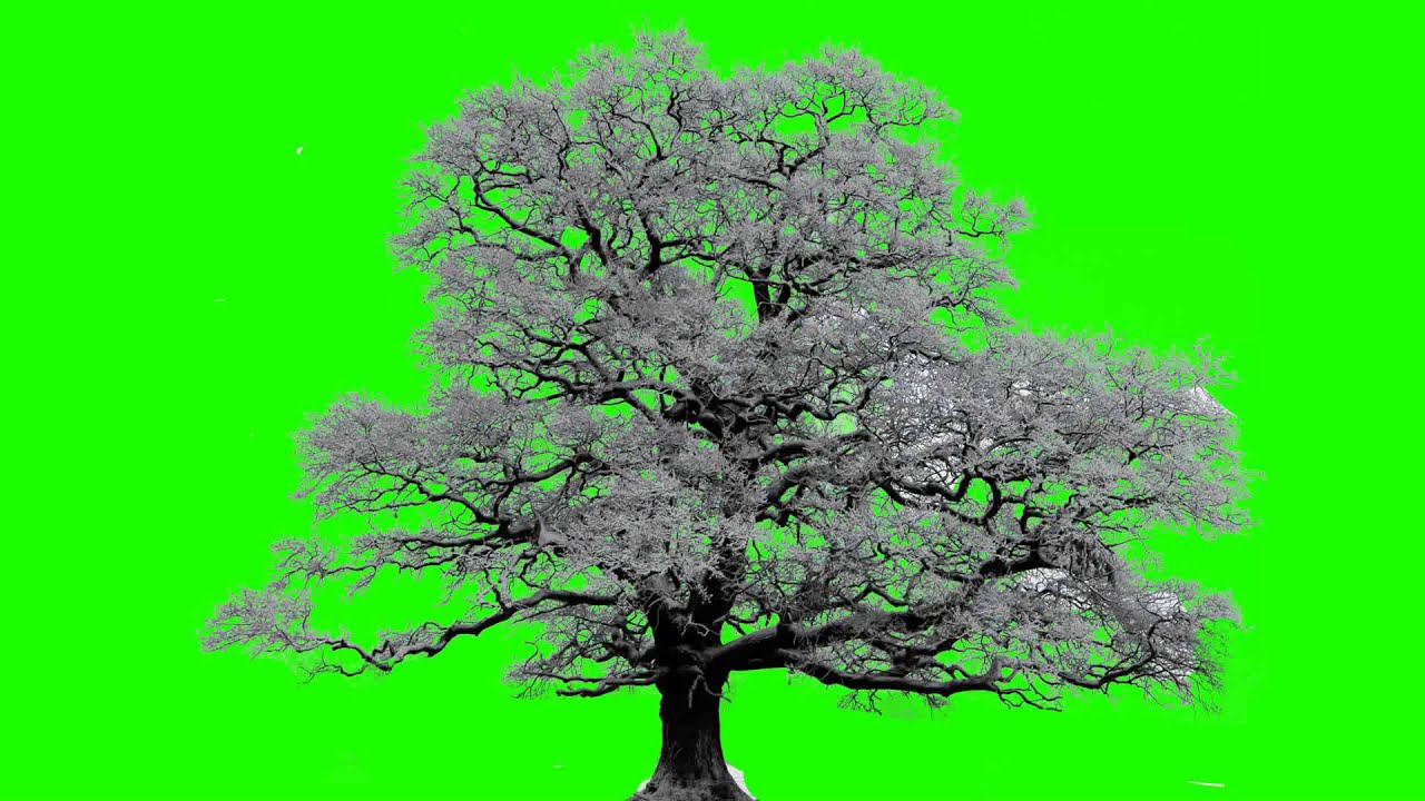 free tree images